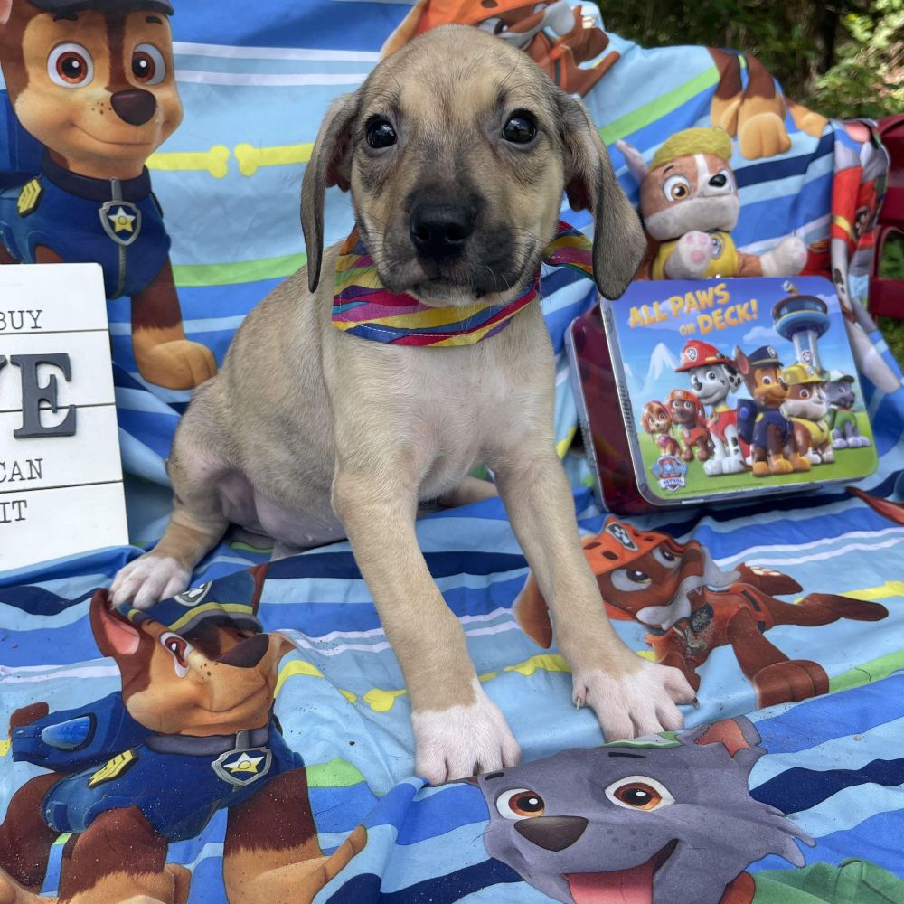 Pound Cake is a Catahoula Leopard Dog and Bluetick Coonhound available for adoption in Sebring, FL.