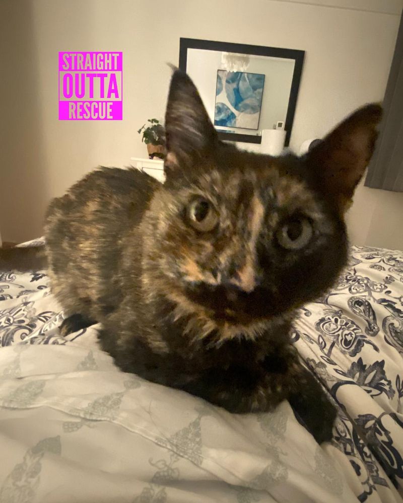 Miss Piggy - New Photos and Bio is a Domestic Medium Hair cat, available for adoption in Vancouver, BC.