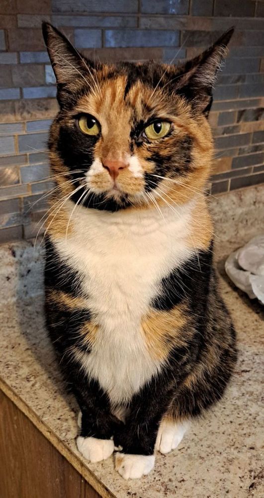Acme with extra toes! is a Domestic Short Hair cat, available for adoption in Broomall, PA.