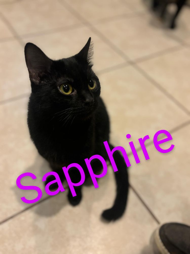 Sapphire is a Domestic Short Hair cat, available for adoption in Elwood, IN.