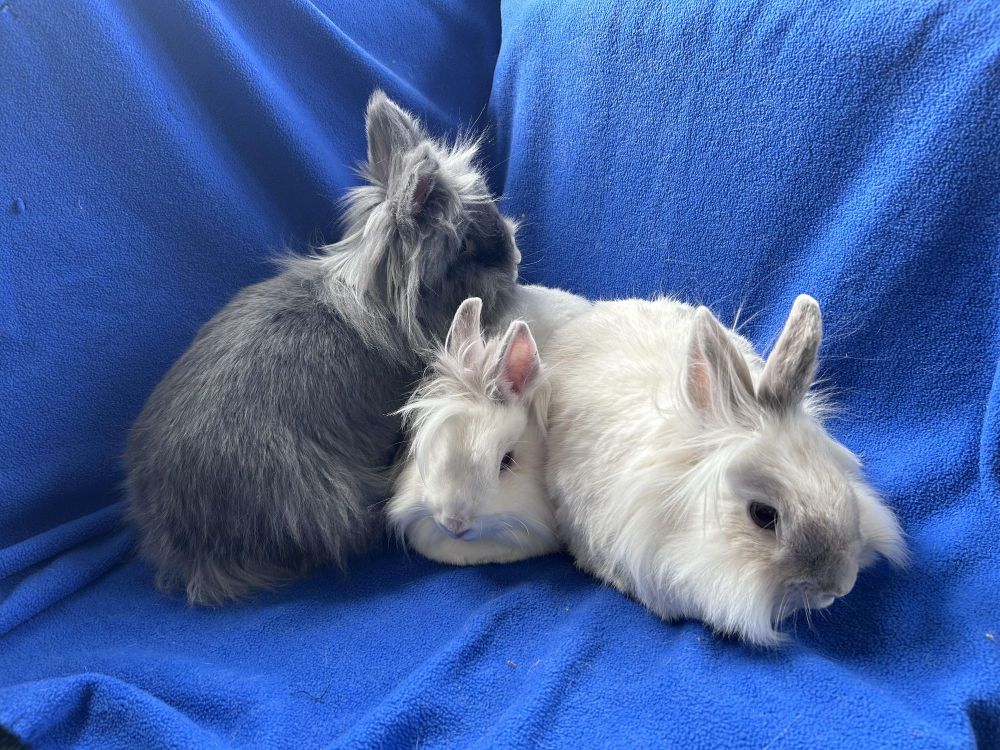 Pee Wee, Simone & Speck is a Lionhead and American rabbit, available for adoption in Oak Park, IL.