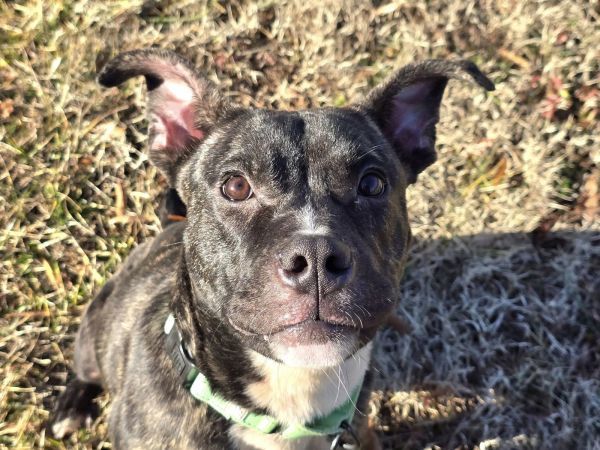 Gonzo is a Pit Bull Terrier mix dog, available for adoption in Millersville, MD.