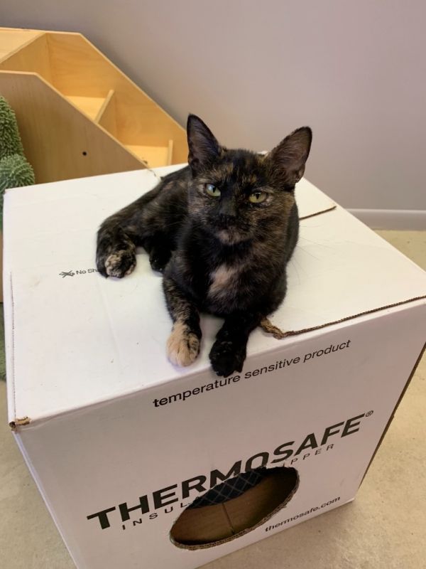 Ruby is a Domestic Short Hair mix cat, available for adoption in Portland, IN.