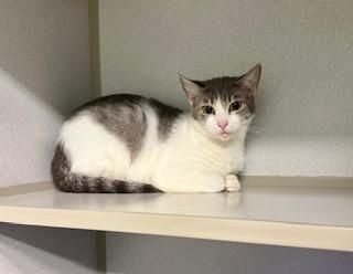 Peaches is a Domestic Short Hair cat, available for adoption in Winter Haven, FL.