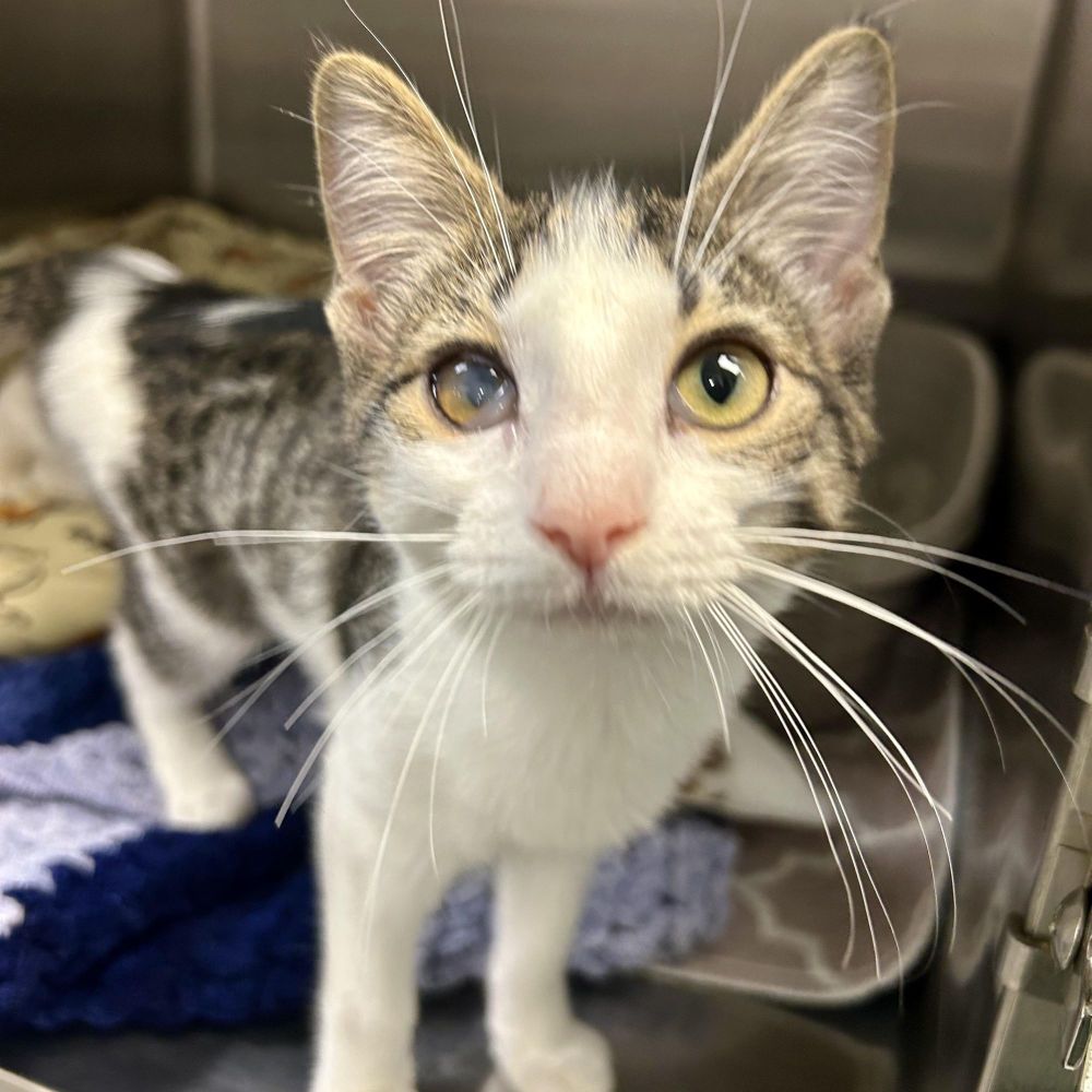 Arcturus is a Domestic Short Hair cat, available for adoption in Richmond, VA.