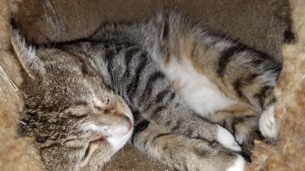 Peter is a Domestic Short Hair cat, available for adoption in Lorain, OH.