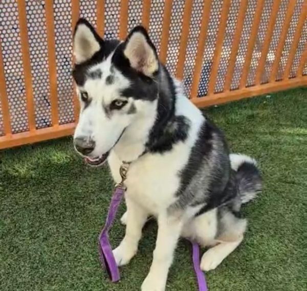 ZULA is a Husky mix dog, available for adoption in Las Vegas, NV.