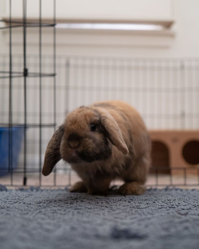 Love Bug is a Holland Lop rabbit, available for adoption in Los Angeles, CA.