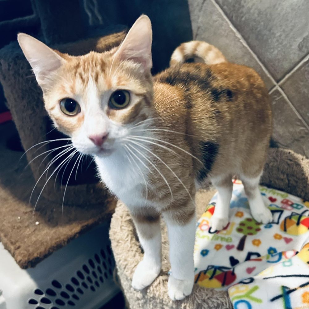 Jinx is a Domestic Short Hair cat, available for adoption in Seguin, TX.