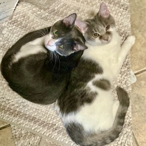 Odval is a Domestic Short Hair cat, available for adoption in Knoxville, TN.