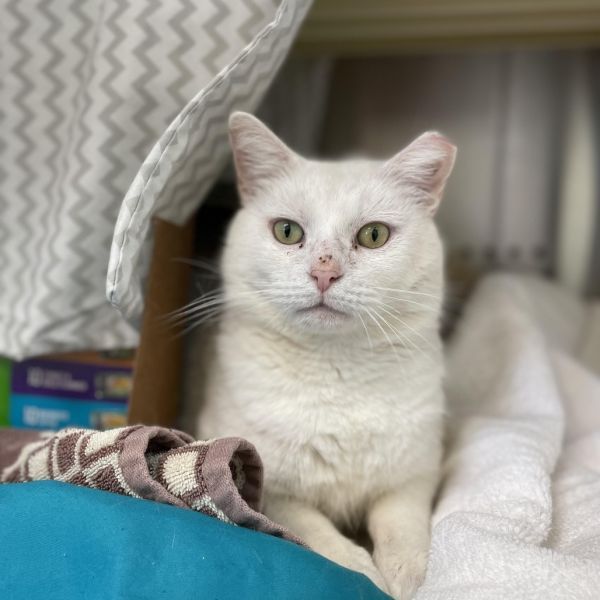 Jack Frost is a Domestic Short Hair cat, available for adoption in Lynchburg, VA.