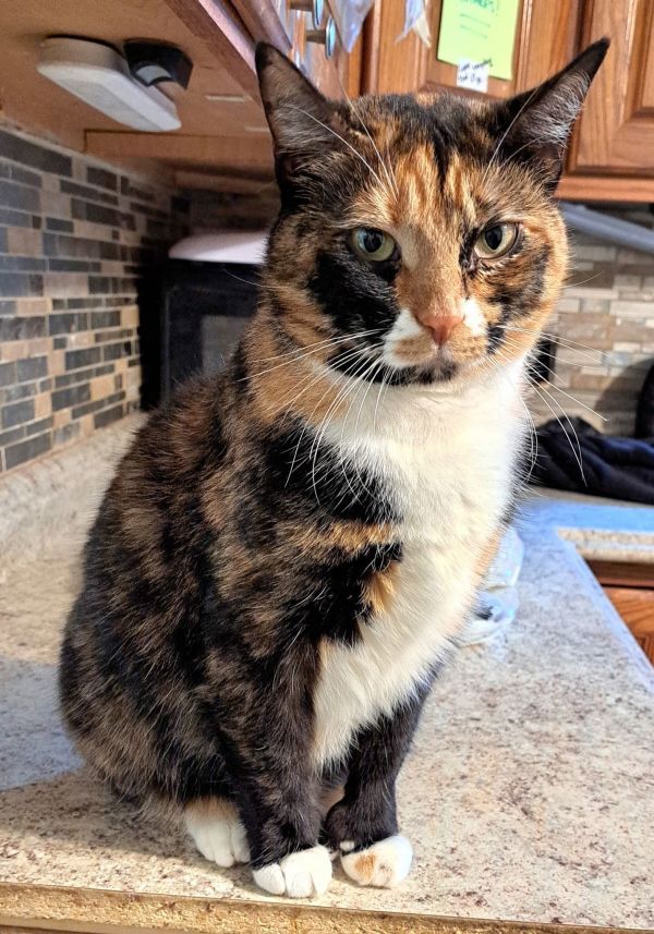 Acme with extra toes! is a Domestic Short Hair cat, available for adoption in Broomall, PA.