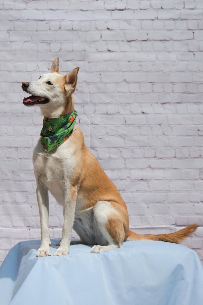 Takis is a Husky mix dog, available for adoption in Hilton, NY.