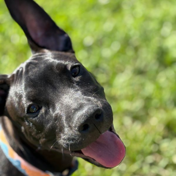 Luke Skywalker is a American Staffordshire Terrier and Mixed Breed dog, available for adoption in Fort Lauderdale, FL.