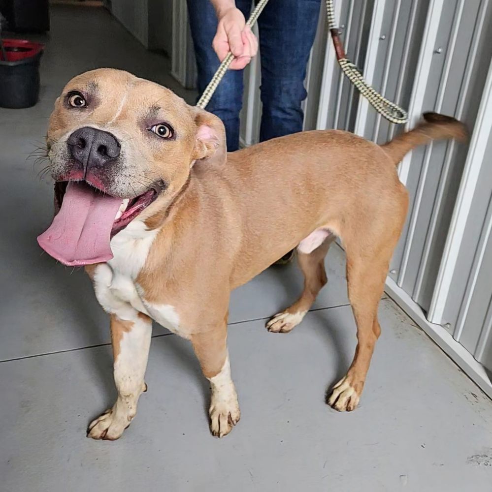 Payton is a Pit Bull Terrier and Mixed Breed dog, available for adoption in Hoopeston, IL.