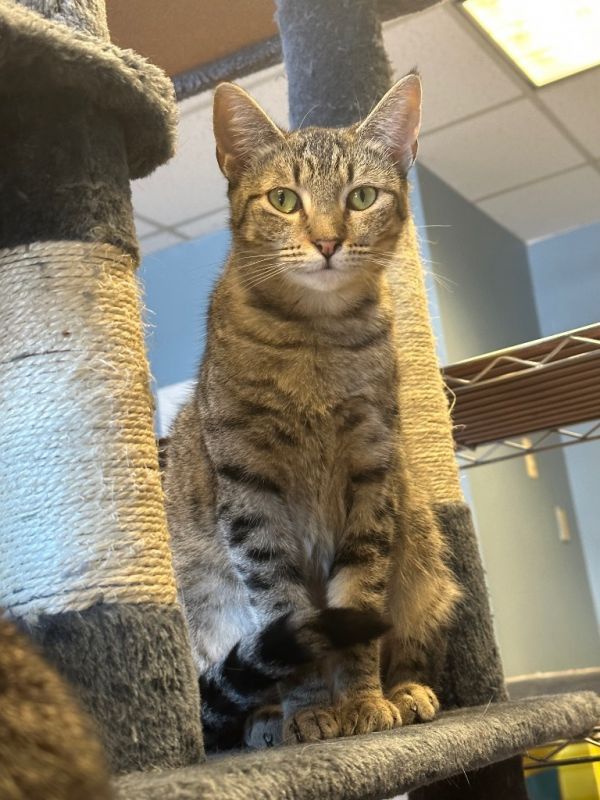 Flower is a Domestic Short Hair mix cat, available for adoption in LIberty, NY.