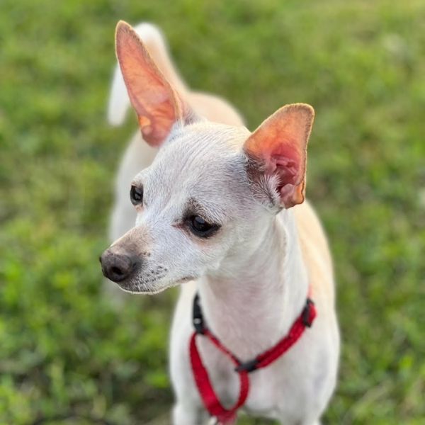 Zoodle is a Chihuahua dog, available for adoption in Chicago, IL.