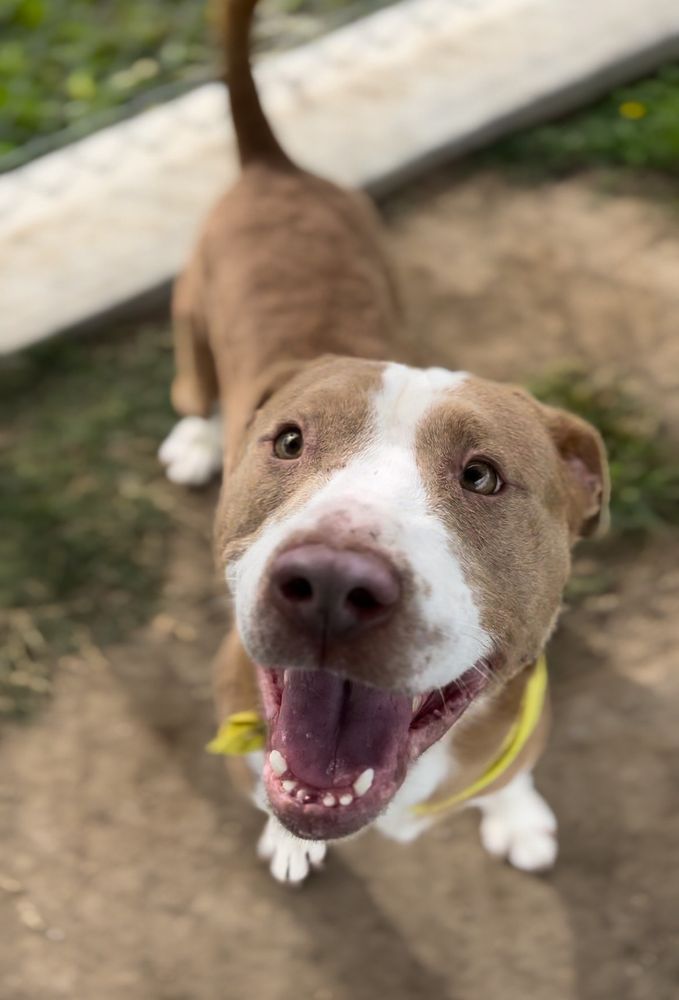 Lovebug is a Pit Bull Terrier dog, available for adoption in Thousand Oaks, CA.