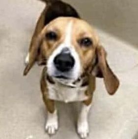 Mary Ann is a Beagle dog, available for adoption in Monroe, GA.