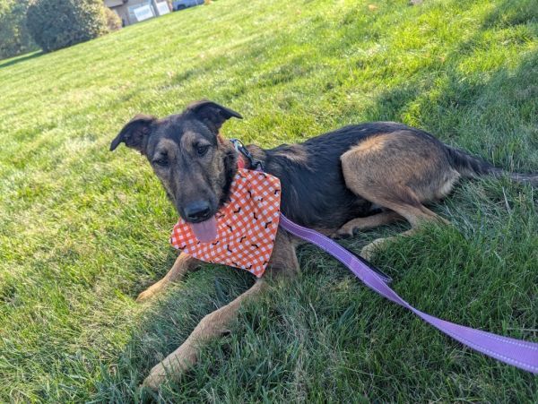 Baby Girl is a Shepherd mix dog, available for adoption in North Syracuse, NY.