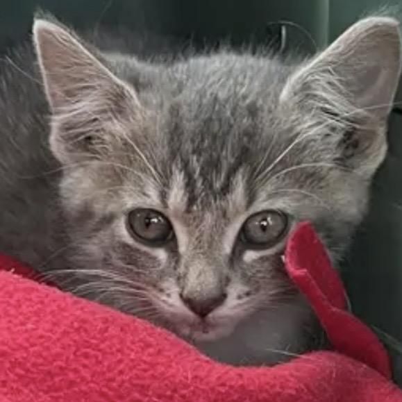 Indee is a Domestic Short Hair cat, available for adoption in Lake Geneva, WI.