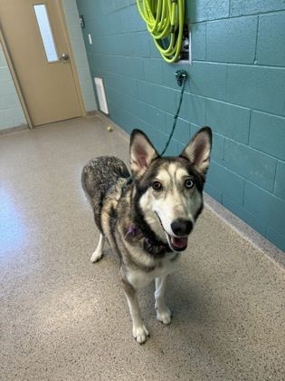 Tala is a Siberian Husky and Mixed Breed dog, available for adoption in Fishers, IN.