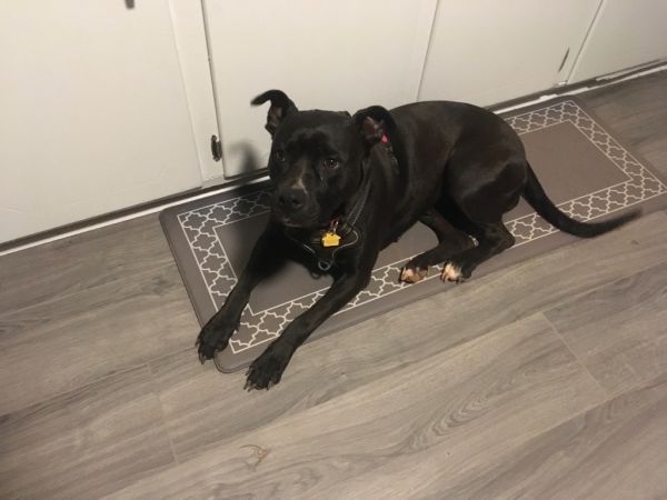 Bitsy (Courtesy Post) is a Labrador Retriever dog, available for adoption in Rutherfordton, NC.