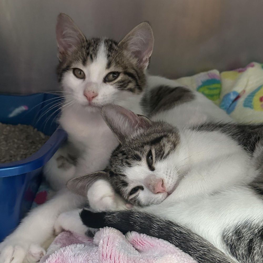 Archer & Apollo is a Domestic Short Hair cat, available for adoption in Clifton, NJ.