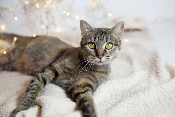 Spinderella is a Domestic Short Hair cat, available for adoption in Wheaton, IL.