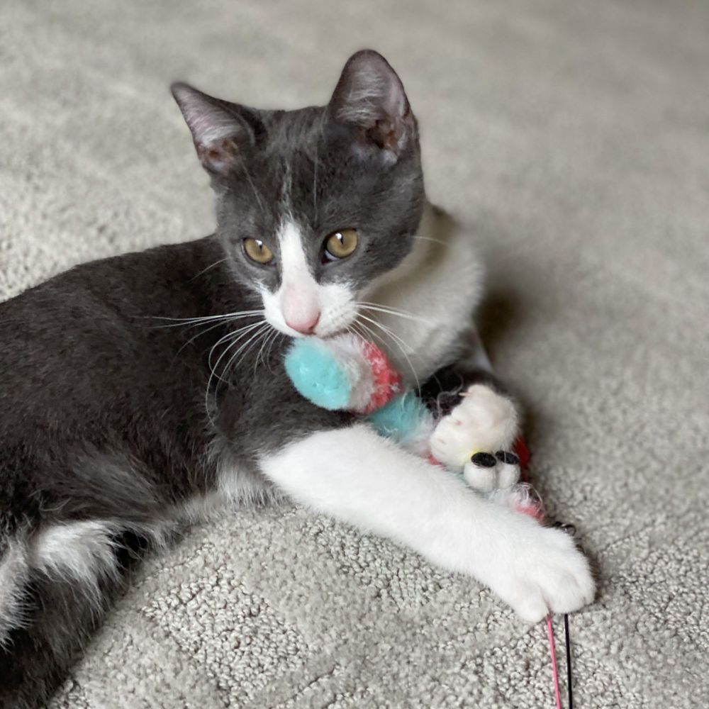 Gunnr & Rikr- high energy happiness is a Domestic Short Hair cat, available for adoption in Manchester, VT.