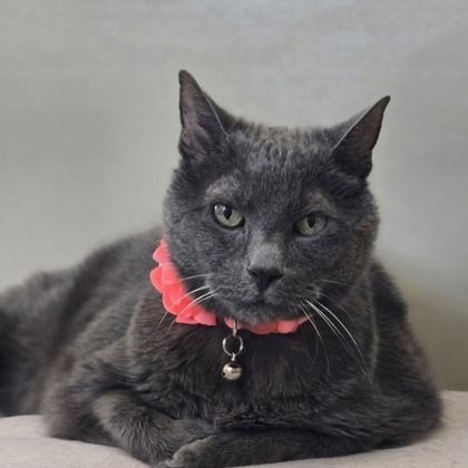 Mildred is a Domestic Short Hair mix cat, available for adoption in Sonoma, CA.