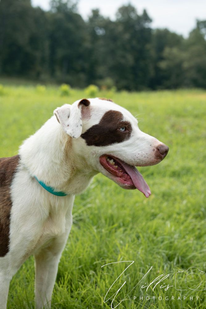 Petey - Sponsored Adoption is a Pit Bull Terrier mix dog, available for adoption in Dixon, KY.