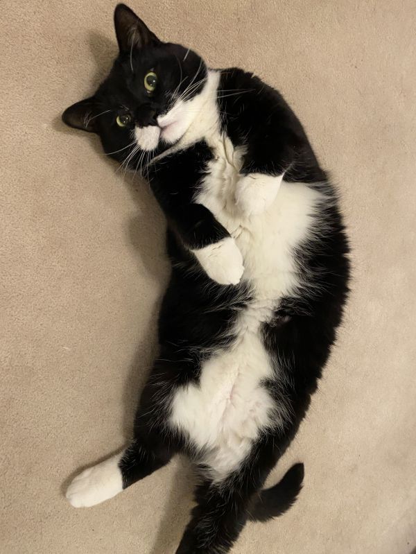 Neville (+Chenille) is a Domestic Short Hair mix cat, available for adoption in Richmond Hill, ON.