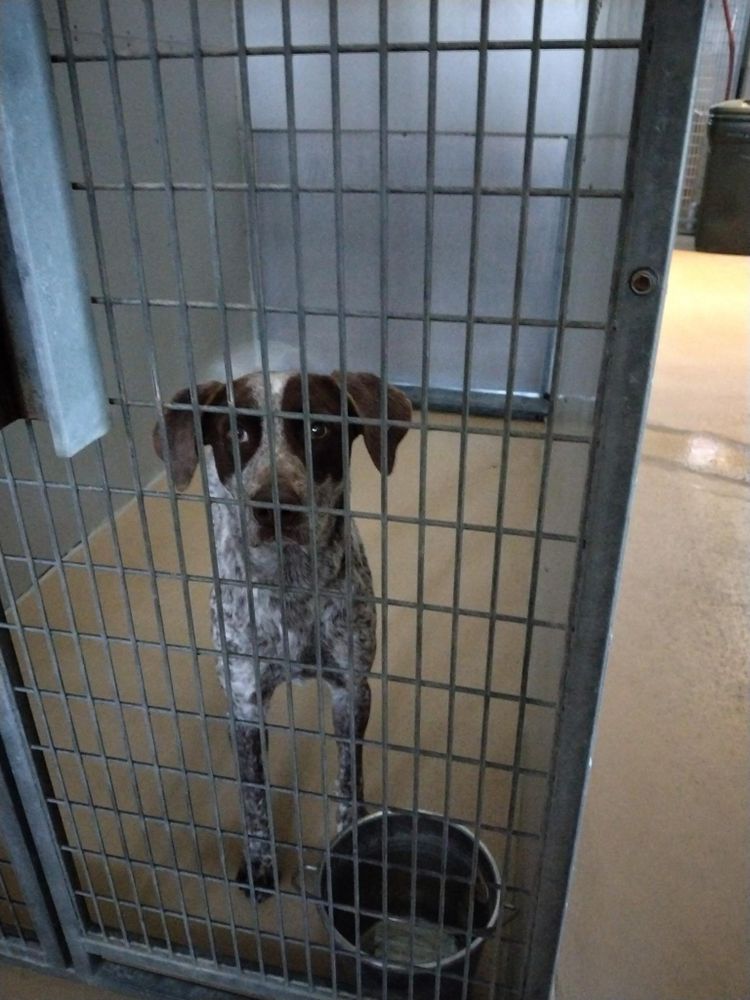 Mr. Champ is a German Shorthaired Pointer dog, available for adoption in Haslet, TX.
