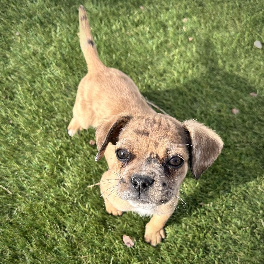 Nesquick is a Puggle and Spaniel dog, available for adoption in Henderson, NV.