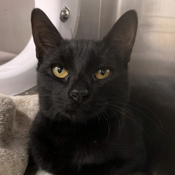 Devil&#39;s Food Cake is a Domestic Short Hair cat, available for adoption in Los Angeles, CA.