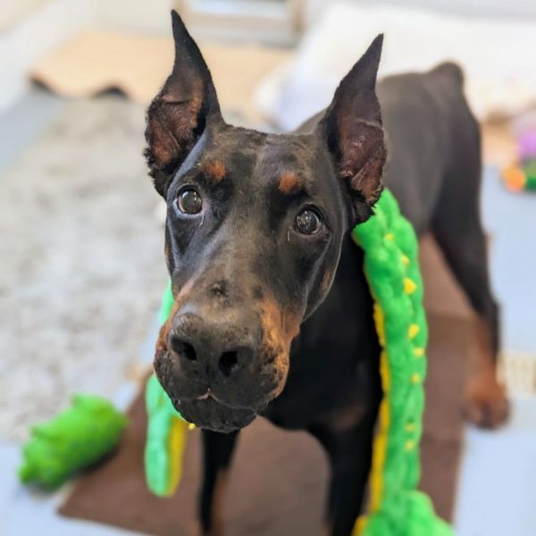 7716 Bolo - I'm a SSNAP Dog is a Doberman Pinscher dog, available for adoption in Sandown, NH.