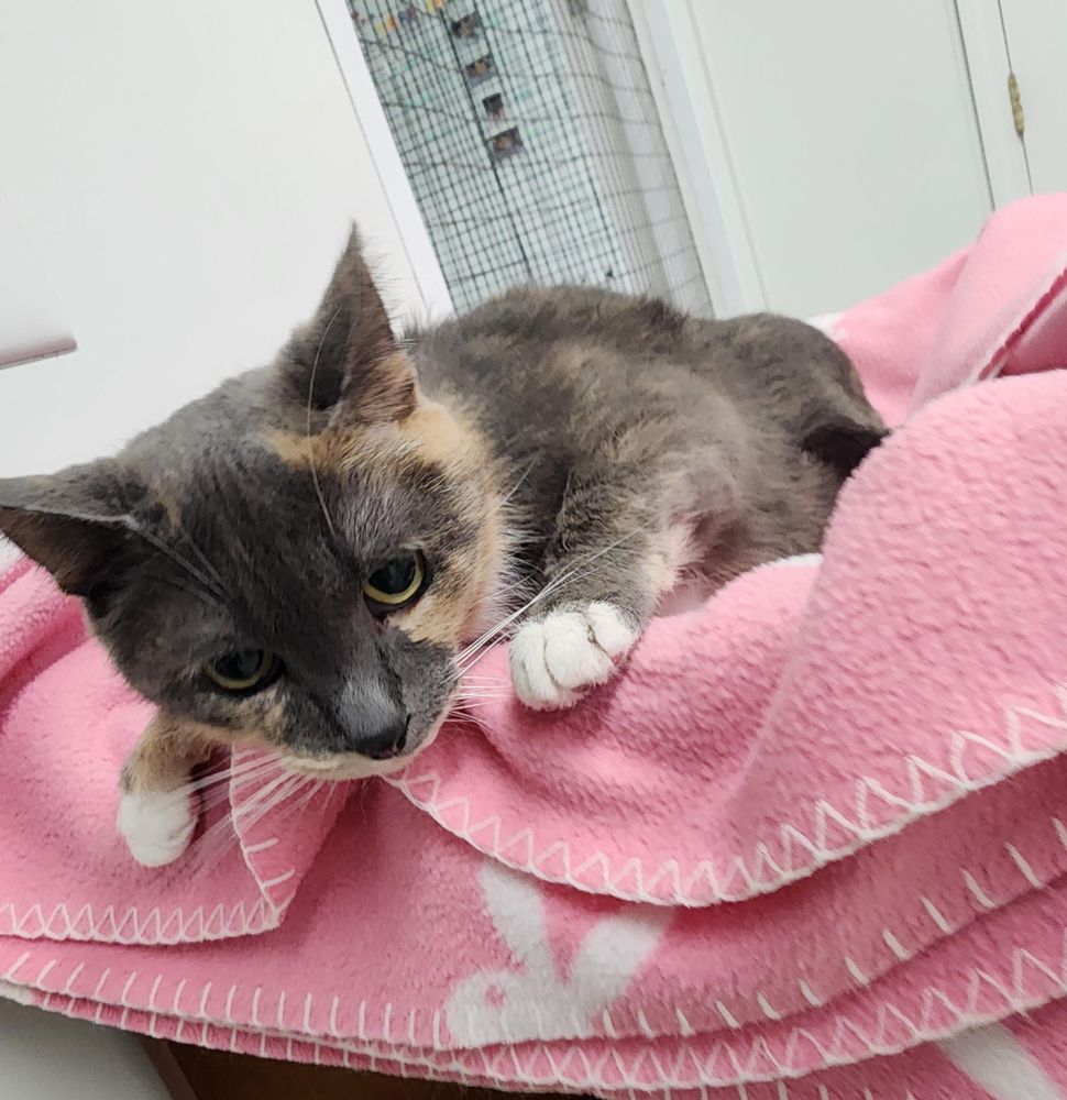 Basket is a Domestic Short Hair mix cat, available for adoption in Carsonville, MI.