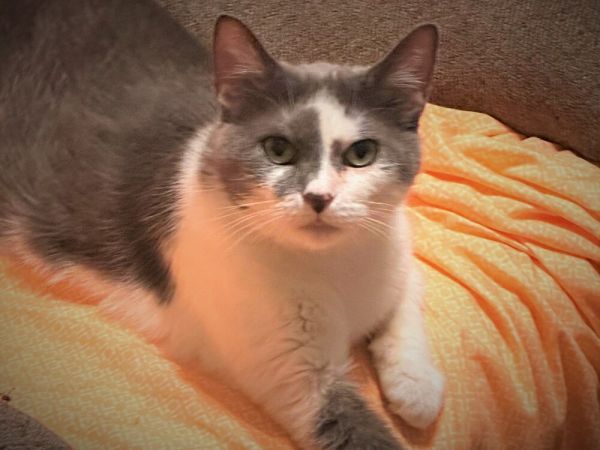 Mischief is a Domestic Short Hair cat, available for adoption in Chicago, IL.