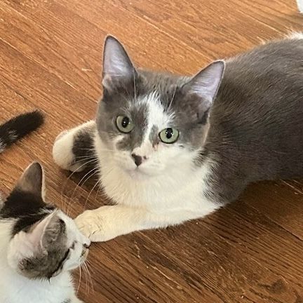 Mischief is a Domestic Short Hair cat, available for adoption in Chicago, IL.