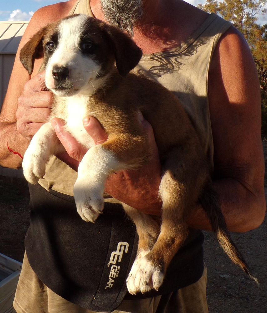 AUSSIE MIX PUPS D is a Australian Shepherd mix dog, available for adoption in Corona, CA.