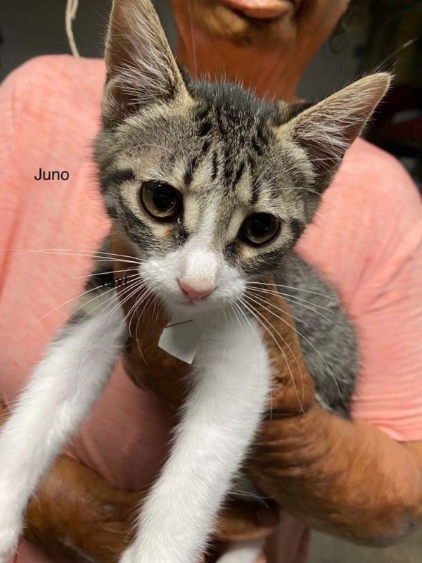 Juno is a Domestic Short Hair cat, available for adoption in Mabank, TX.