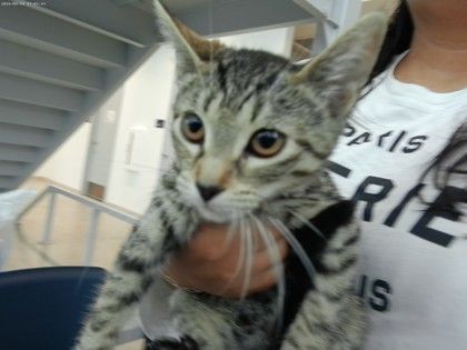 2 is a Domestic Short Hair cat, available for adoption in Fort Worth, TX.