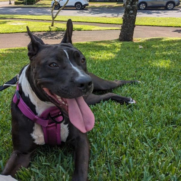 Raiderette is a Mixed Breed dog, available for adoption in Wahiawa, HI.