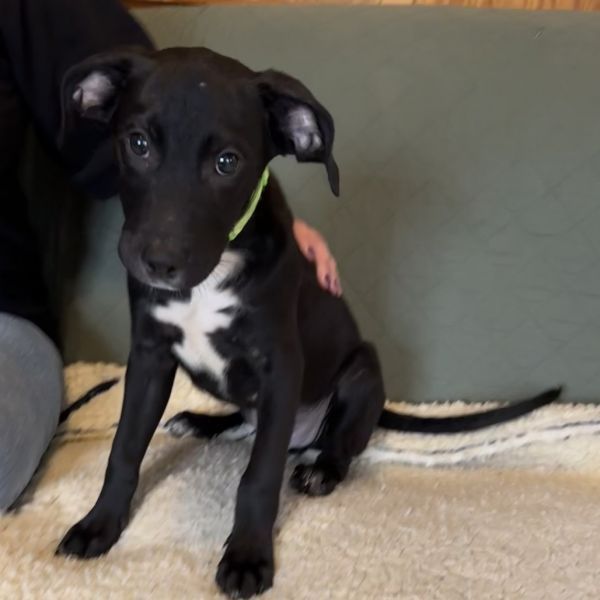 Huey is a Plott Hound and Pit Bull Terrier dog, available for adoption in Harrisonburg, VA.