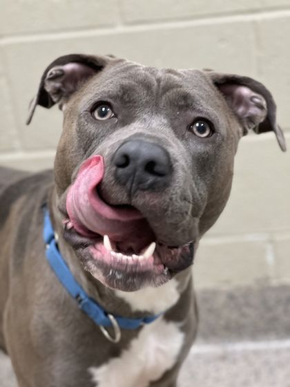 Phinneas is a Pit Bull Terrier and Mixed Breed dog, available for adoption in Fishers, IN.