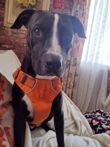 Elliot is a Mixed Breed dog, available for adoption in Columbus, IN.