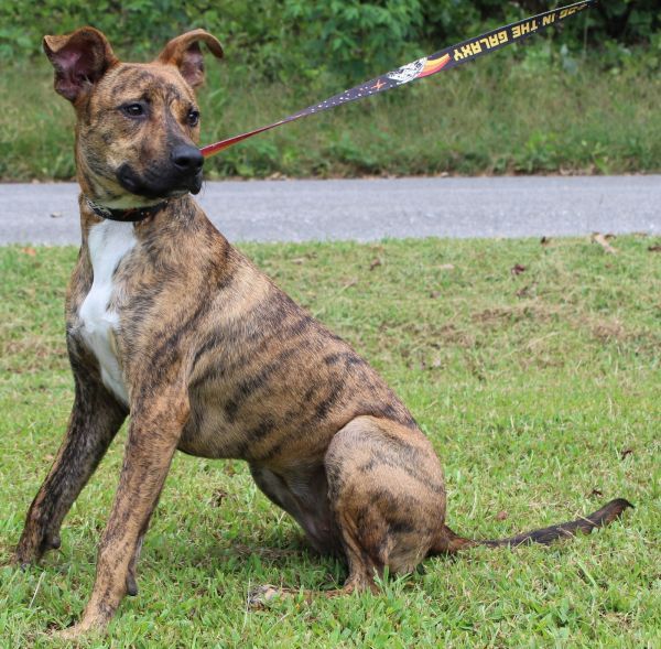 Jill 41254 is a Black Mouth Cur mix dog, available for adoption in Prattville, AL.