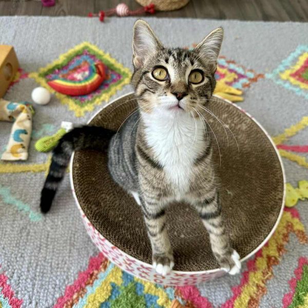 Cannoli is a Domestic Short Hair cat, available for adoption in Raleigh, NC.