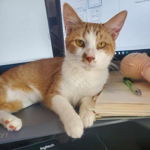 Hamilton 0824 Bonded w/Reuben is a Domestic Short Hair and Tiger cat, available for adoption in West Bloomfield, MI.